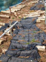 ほだ倒し，被覆